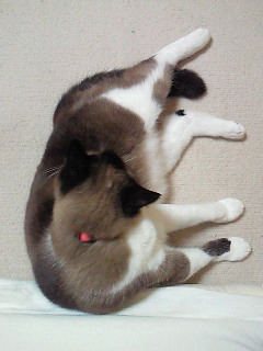 うえから。