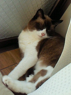 ひなたぼっこ。
