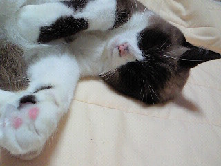 寝ぼけまなこ。