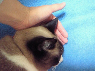 手のひらサイズ。