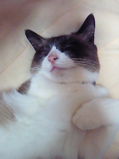おいで。
