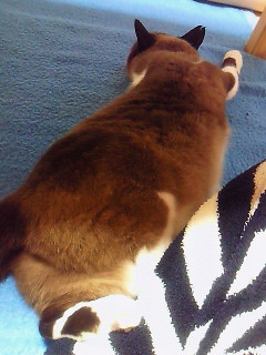 ひっつく足。