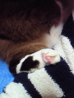 ひっつく足。