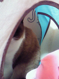 のぞき見。