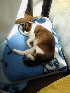 ゆるい日常。