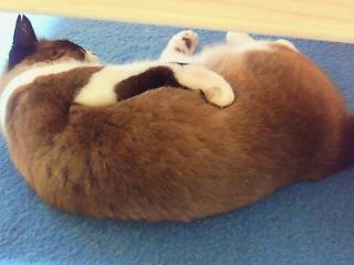 おやじネコ、再び。