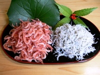 今が旬　桜海老釜揚げ