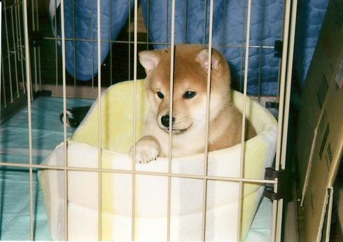 可愛いもこちゃんです