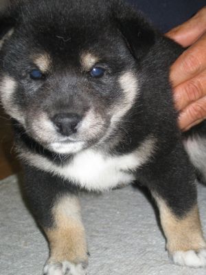 新しい子犬の紹介