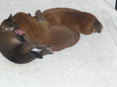 子犬産まれました