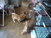 いつもこんな感じの子犬達