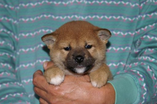 新しい子犬の紹介