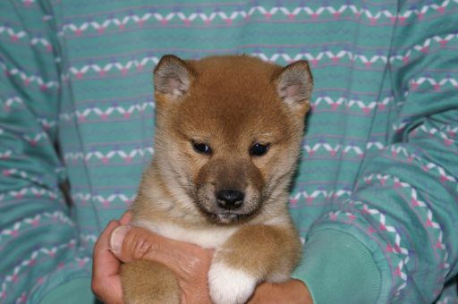 新しい子犬の紹介