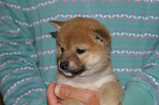 新しい子犬の紹介