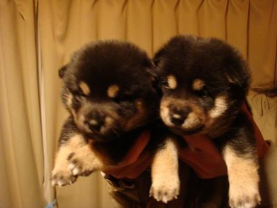 新しい子犬の紹介