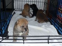 いつもこんな感じの子犬達