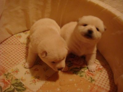 新しい子犬の紹介
