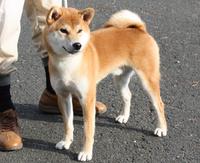 嬉しい知らせ