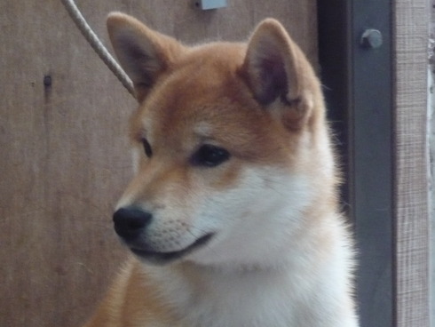 今日のお気に入り