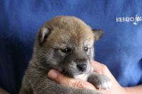 子犬の紹介