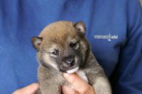 子犬の紹介