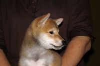 小犬が出来ているかな？
