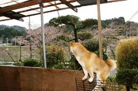 花見そして、おーいおろしてくれー