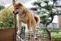 花見そして、おーいおろしてくれー