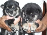 子犬の成長の速さ