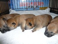 黒と赤の仔犬です