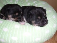 黒柴の仔犬