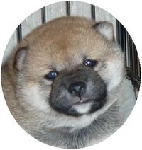柴犬仔犬の紹介