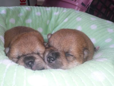 可愛い乙葉の子犬です