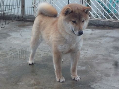 愛犬の今朝の一枚