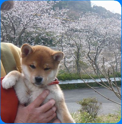 お気に入り犬です