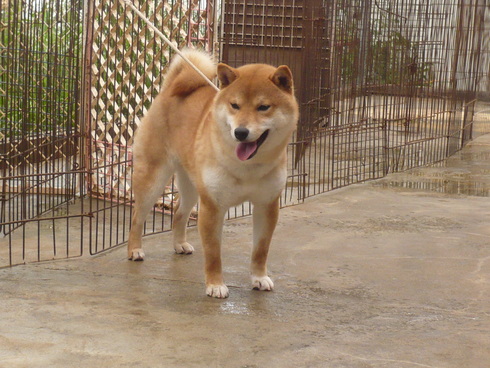 今日のお気に入り犬