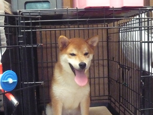 暑いですね―