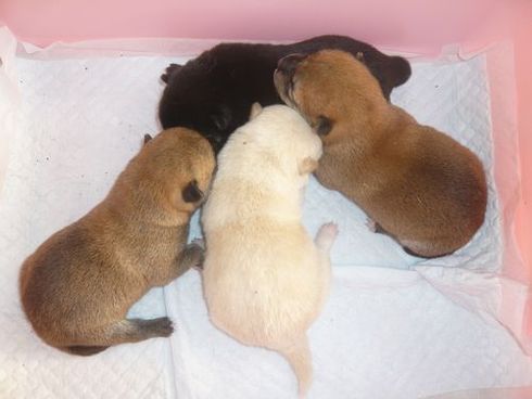 柴犬の赤・黒・白の子犬たち