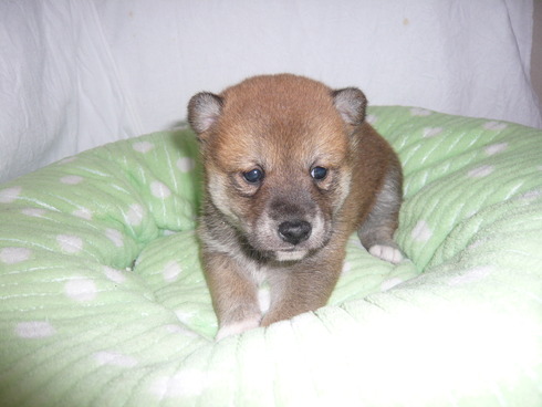 子犬ちゃん