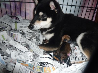 柴犬の出産