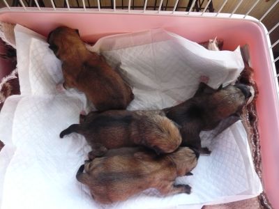 柴犬の出産