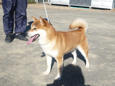 柴犬むっ君です