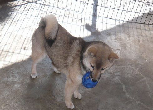 もう！他の犬は？