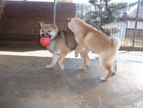 もう！他の犬は？