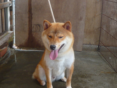 お人よし？ムゲンです