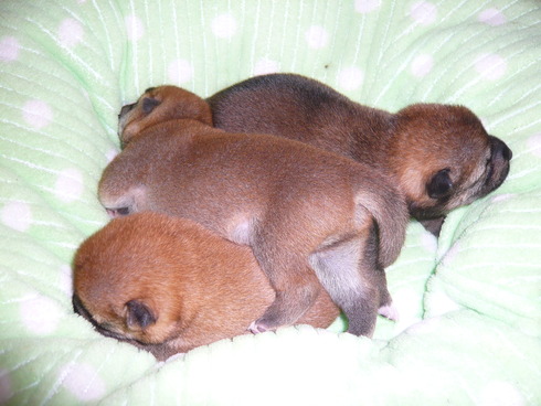 子犬の画像です