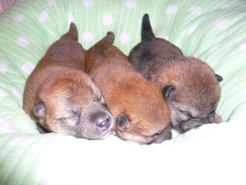 子犬の画像です