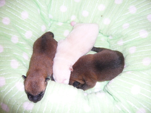 子犬の画像です