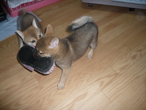 柴犬せんちゃんとお兄ちゃん