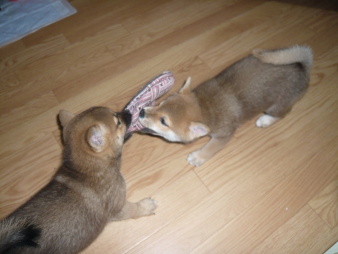 柴犬せんちゃんとお兄ちゃん